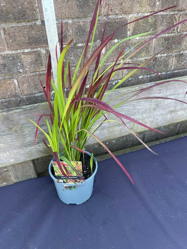 Imperata Red Baron - 2ltr pot