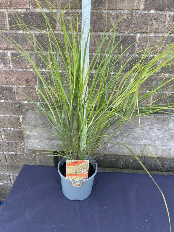 Anementhele lessoniana Sirocco - 2ltr pot Pheasants tail grass
