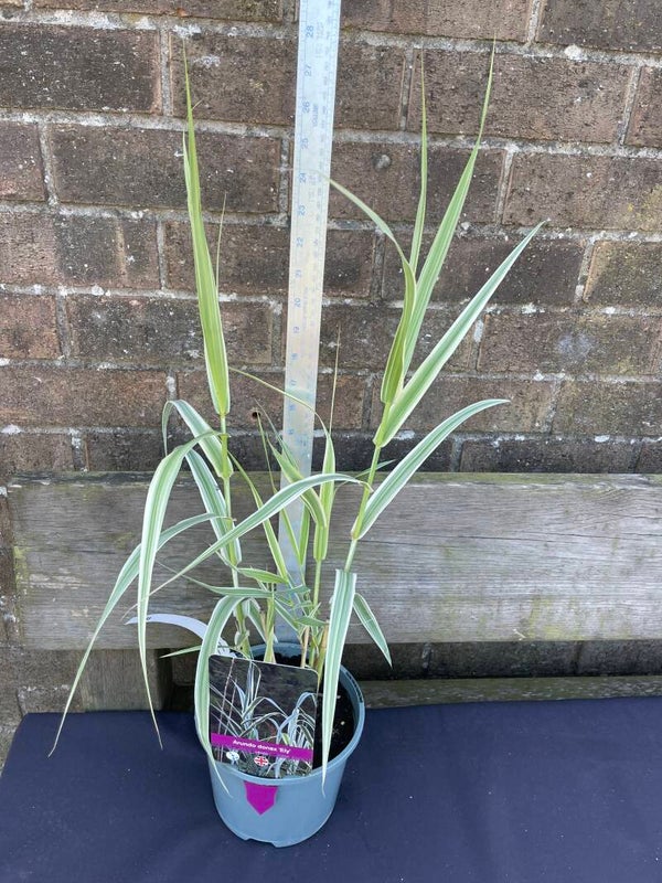 Arundo donax Ely - 2ltr pot - varigated compact giant reed