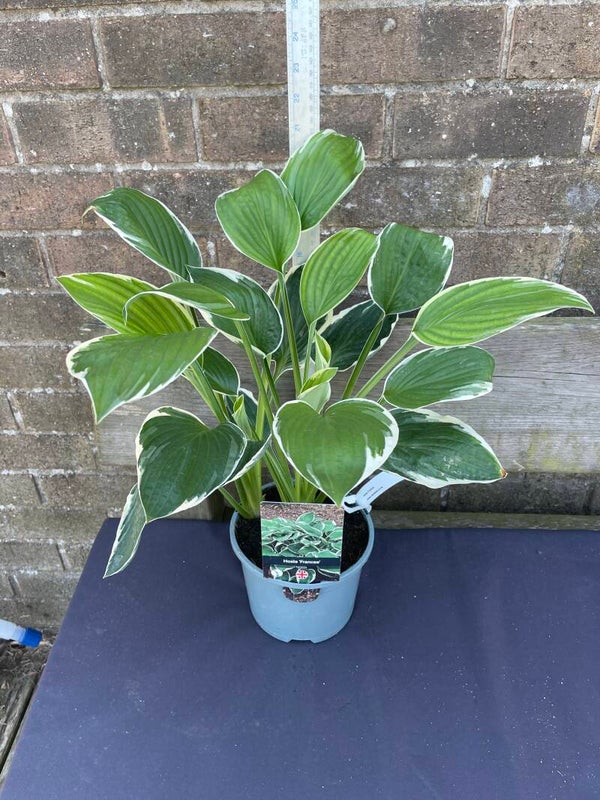 Hosta Francee - 2ltr pot