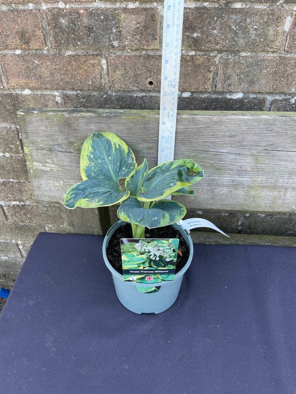 Hosta Frances Williams - 2ltr pot