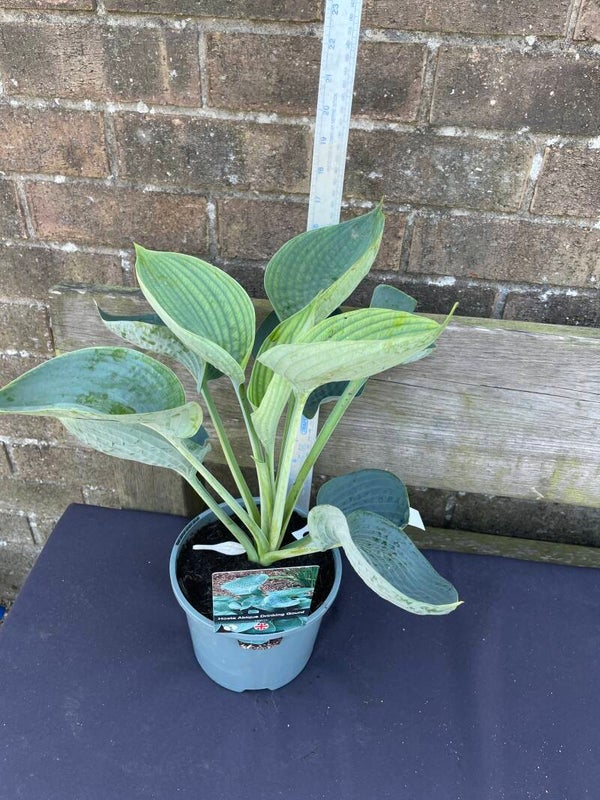 Hosta Abiqua Drinking Gourd - 2ltr pot