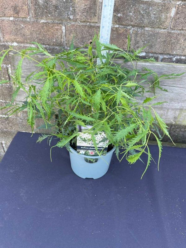 Aruncus dioicus Kneiffi - 2ltr pot