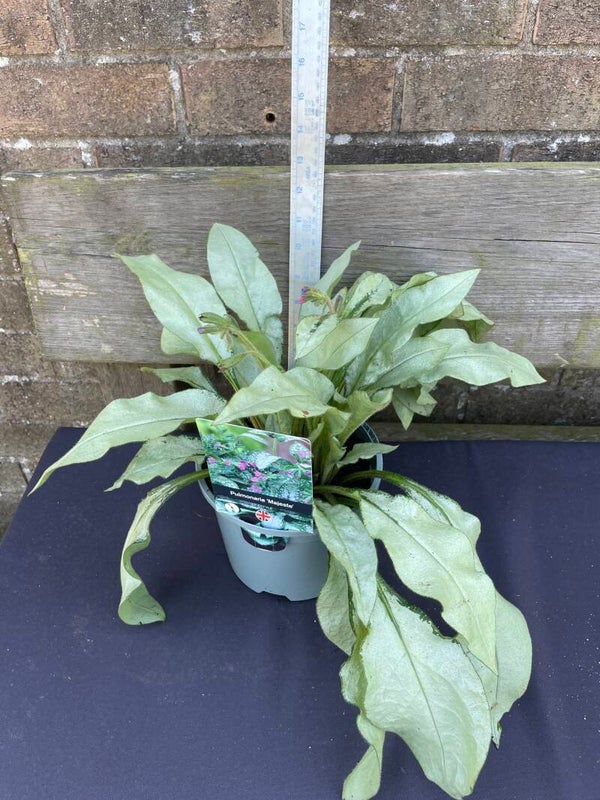 Pulmonaria Majeste - 2ltr pot