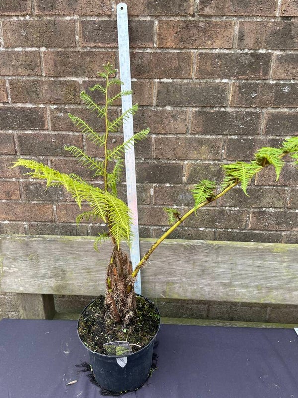 Cyathea Cooperi Brentwood - 5ltr pot