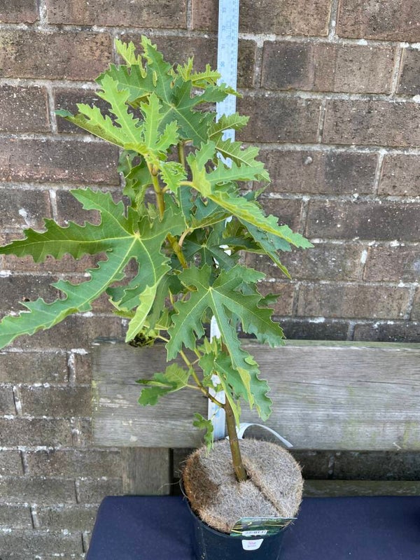 Ficus Ice Crystal - 3ltr pot