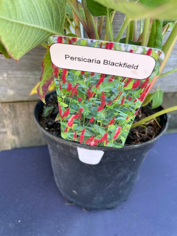 Bistorta amplexicaulis 'Blackfield' (PBR) (Persicaria) - 3ltr pot