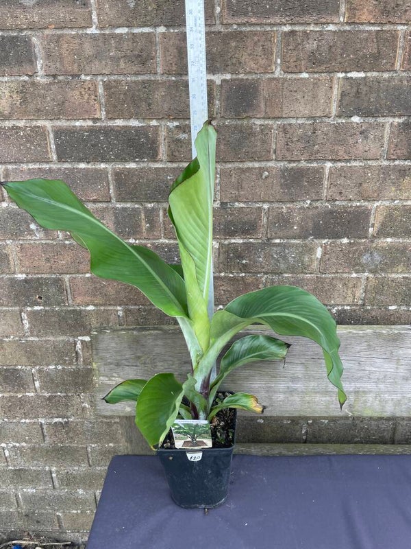 Ensete ventricosum 'Hiniba' - 3ltr pot
