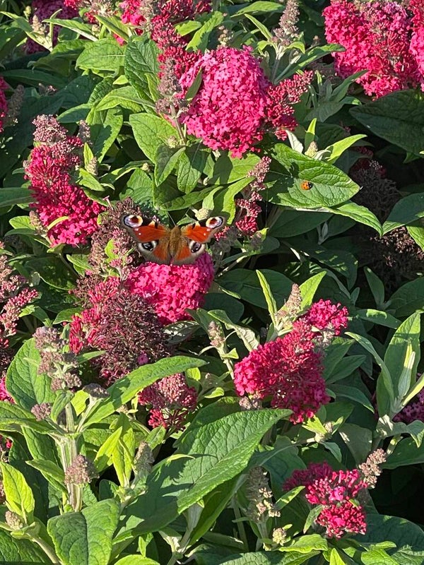 Buddleja Butterfly Candy Little Ruby - 3ltr pot