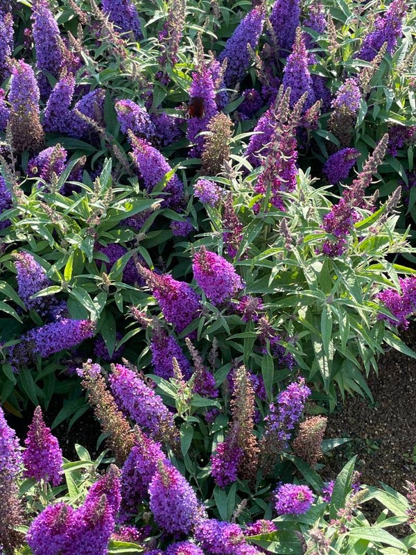 Buddleja Butterfly Candy Little Purple - 3ltr pot