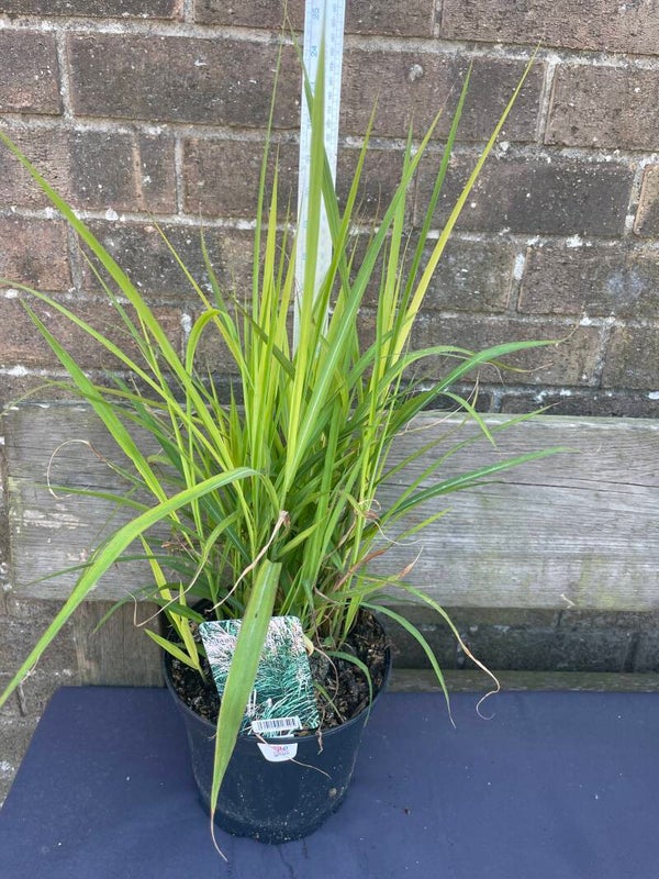 Miscanthus Lady In Red - 3ltr pot Ornamental Grass