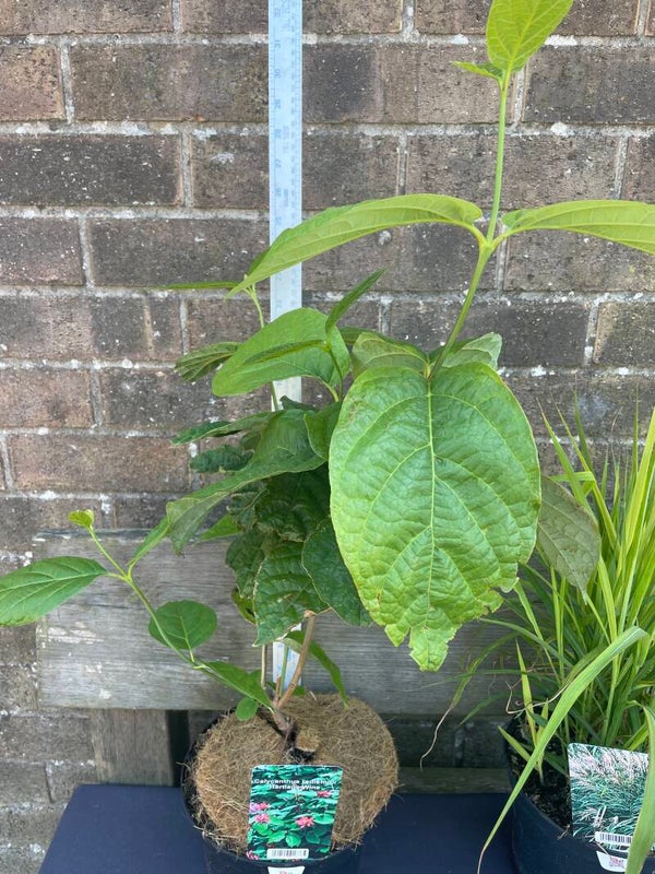 Calycanthus × raulstonii 'Hartlage Wine' - 3ltr pot