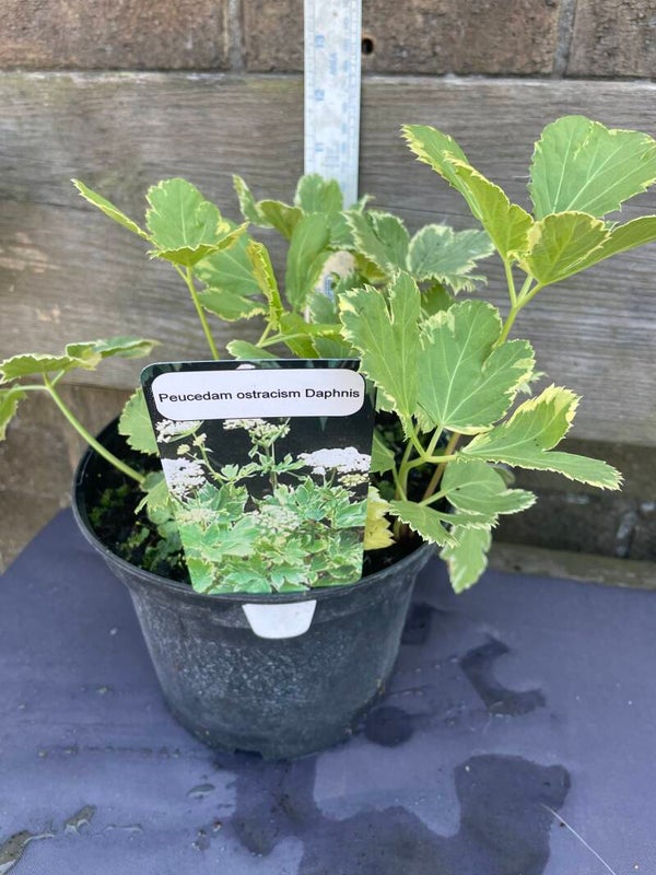 Peucedanum ostruthium 'Daphnis',- 3ltr pot