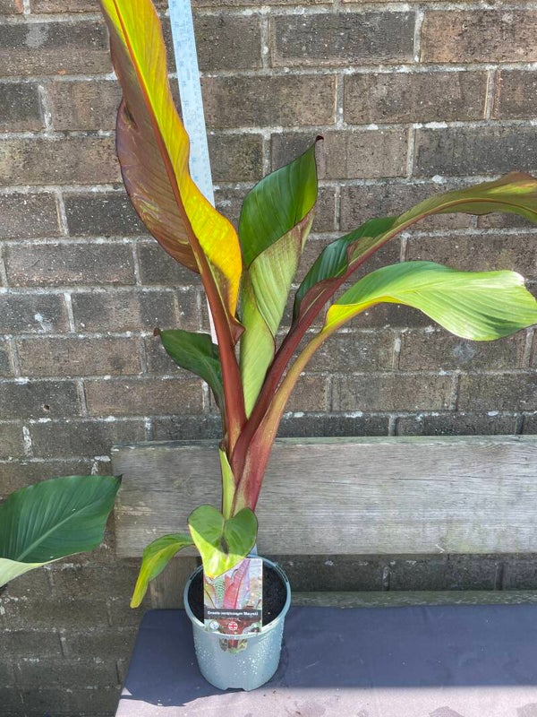 Ensete ventricosum 'Maurelii' - 3ltr pot Ethiopian Black Banana
