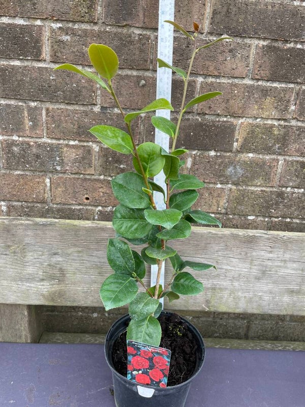 Camellia japonica Lady Campbell - 3ltr pot