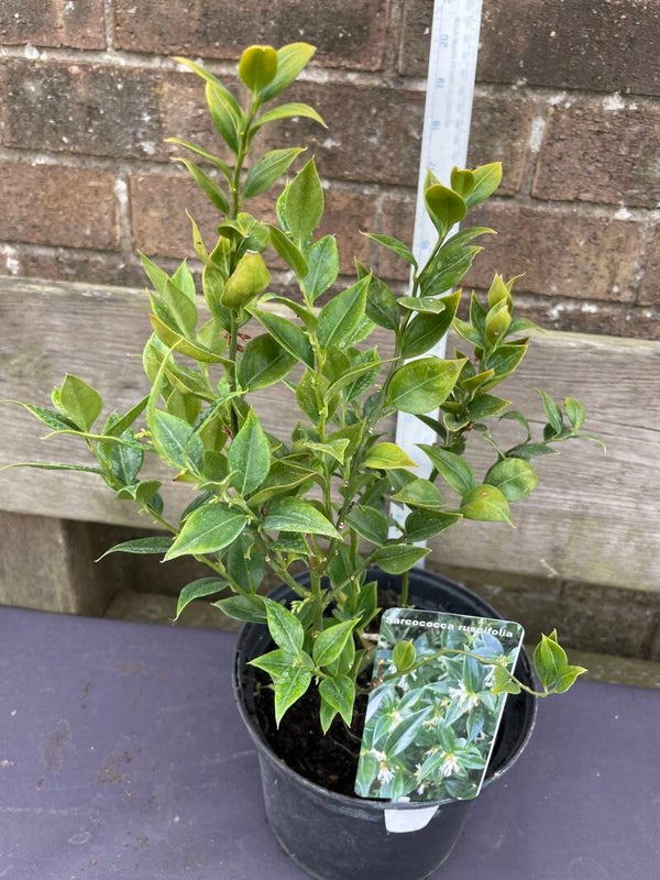 Sarcococca ruscifolia - 3ltr pot - fragrant sweet box