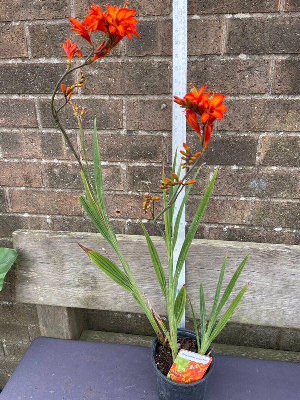 Crocosmia scorchio - 1ltr deep pot