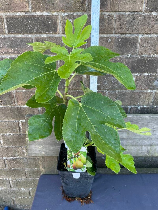 Ficus Brown Turkey - 3ltr deep pot