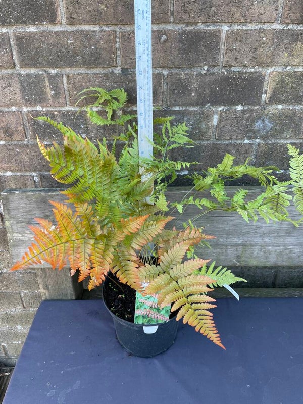 Dryopteris erythrosora - Copper Shield fern - 3ltr pot