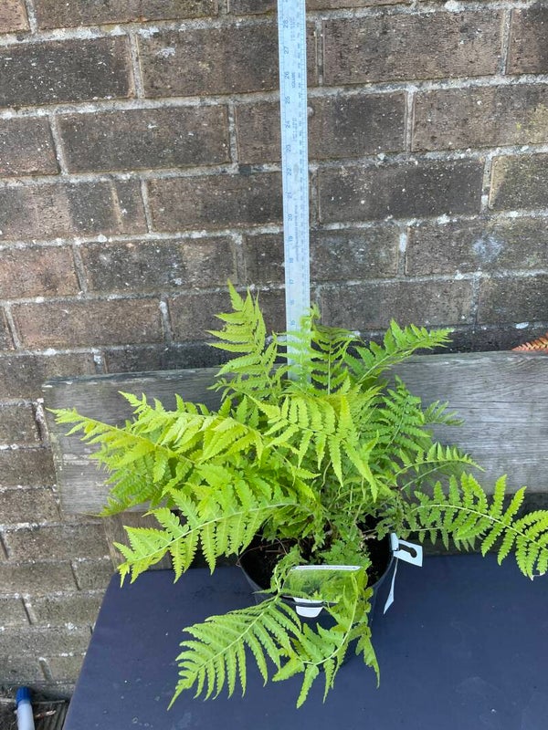 Matteuccia struthiopteris - Shuttlecock fern  / Ostrich fern - 3ltr pot