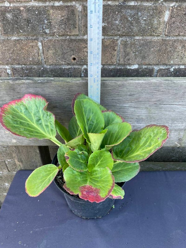 Bergenia - unknown variety 2 or 3ltr pots