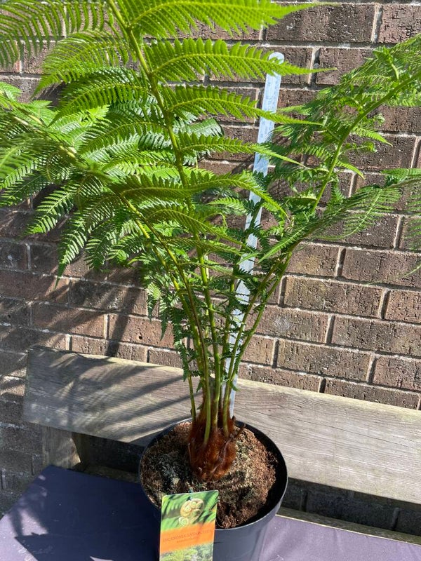 Dicksonia Antartica - tree fern