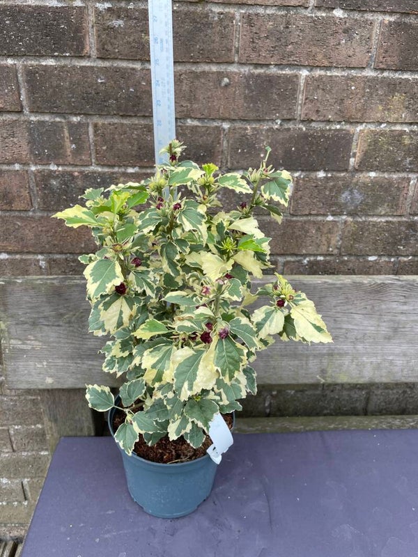 Hibiscus Pupureus Variegatus - 3ltr pot