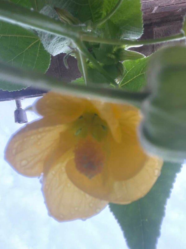 Abutilon Canary Bird - 3ltr pot