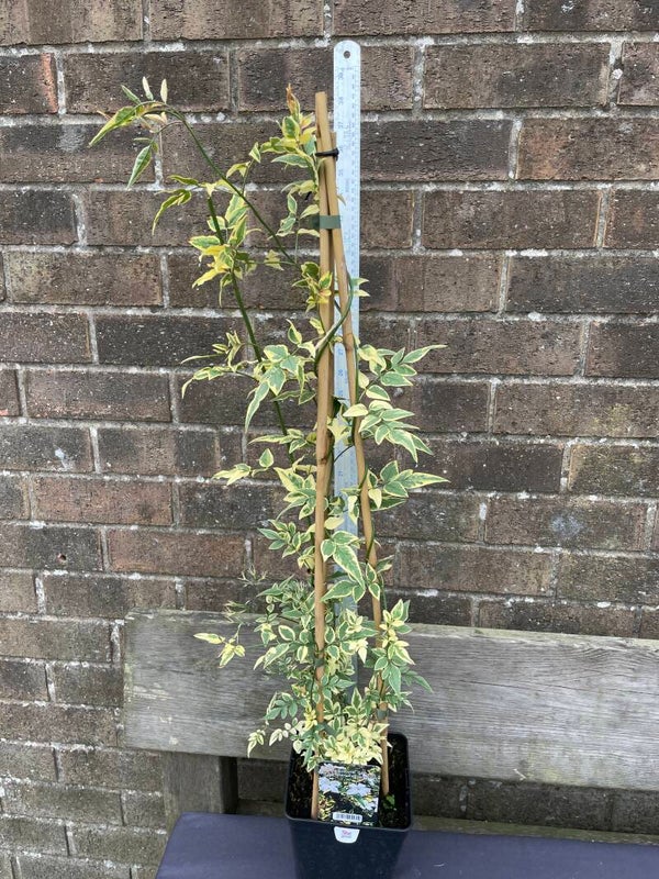 Jasmine Argenteovariegatum - 3ltr pot