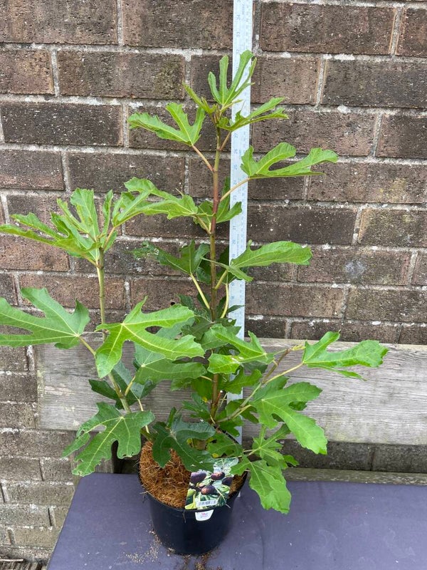 Ficus Little Miss figgy - 3ltr pot