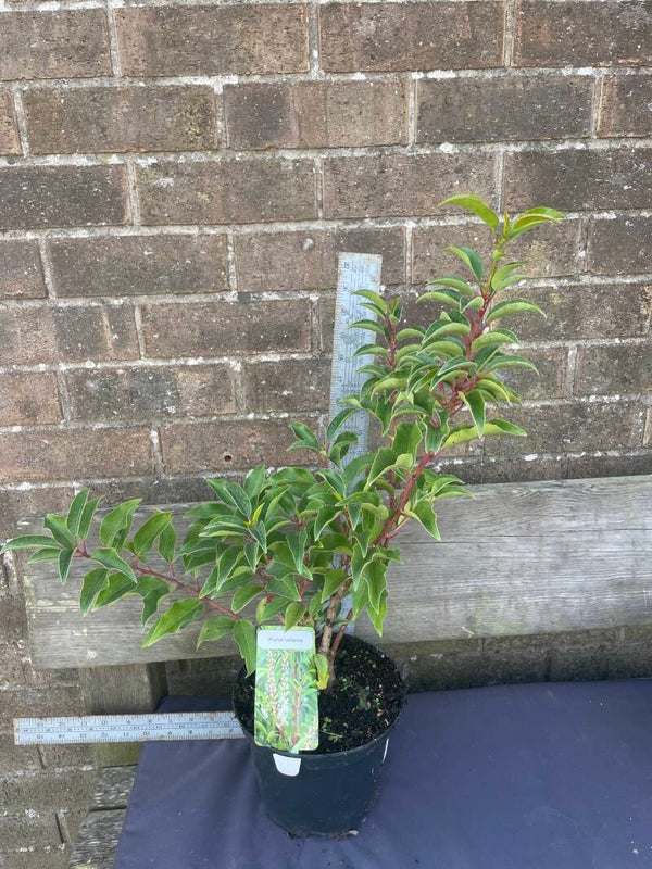 Osmanthus burkwoodii - 3ltr pot