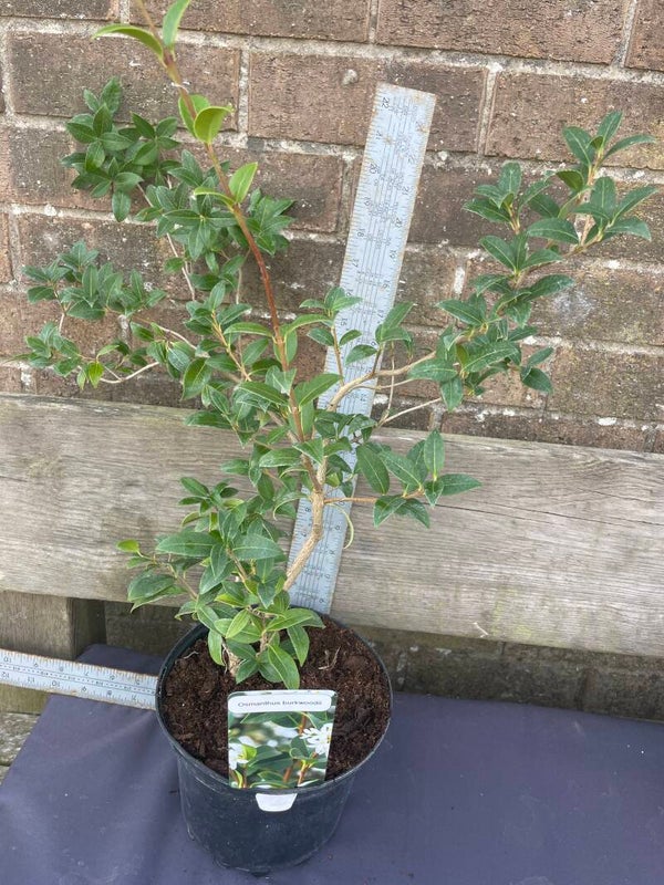 Prunus lusitanica - Portuguese laurel - 3ltr pots