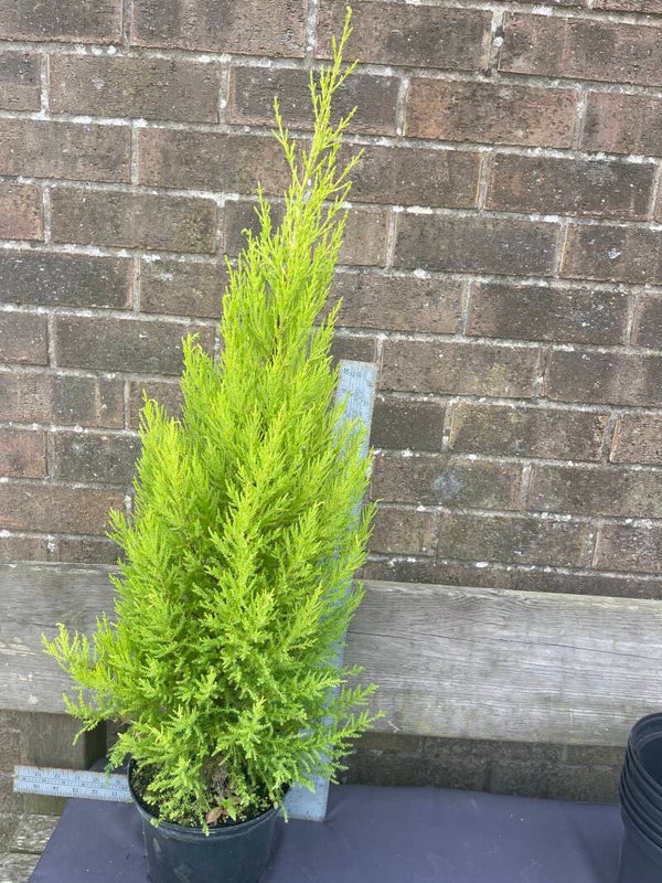 Cupressus macrocarpa 'Goldcrest' - lemon scented  - 3ltr pot