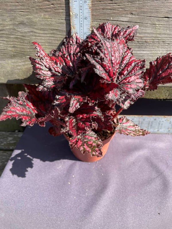 Begonia Rex red - 1ltr