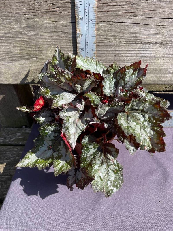 Begonia Rex - colour green with red undersides - 1ltr pot