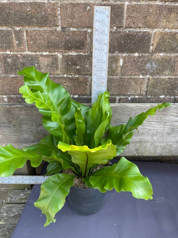 Asplenium fern - unknown variety 3ltr