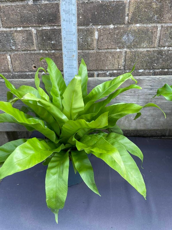 Asplenium fern - unknown variety 3ltr