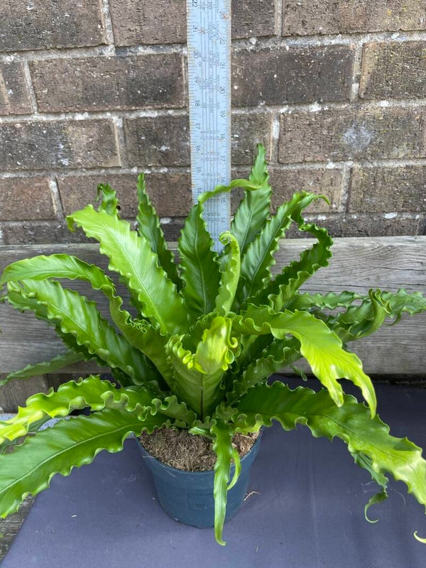 Asplenium fern - unknown variety 3ltr