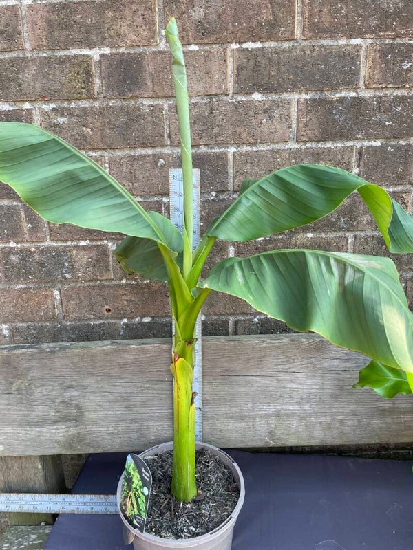 Musa Basjoo - 3ltr pot  Hardy Japanese banana plant