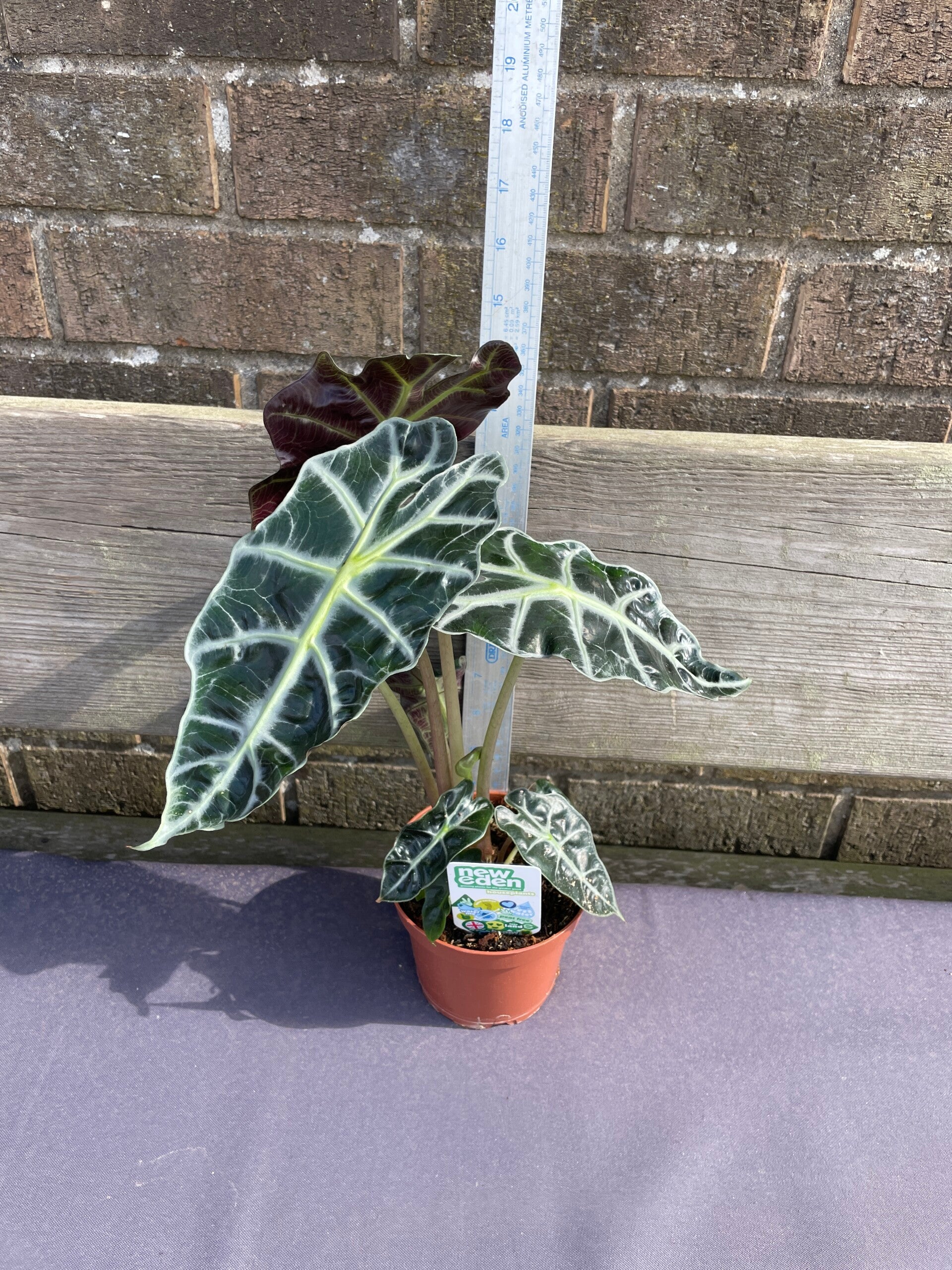 Alocasia Amazonica - African Mask 1ltr pot