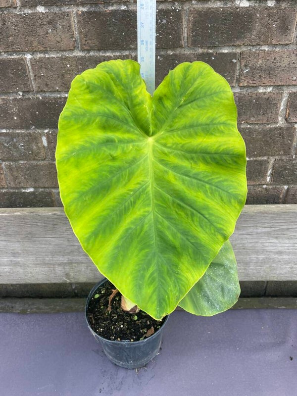 Colocasia Esculenta - Taro 3ltr pot
