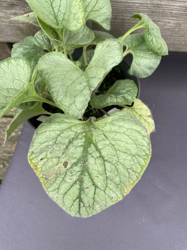 Brunnera - Looking Glass 3ltr pot