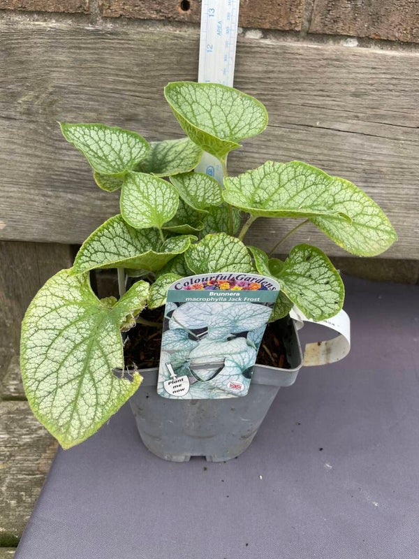 Brunnera Jack Frost 2ltr pot