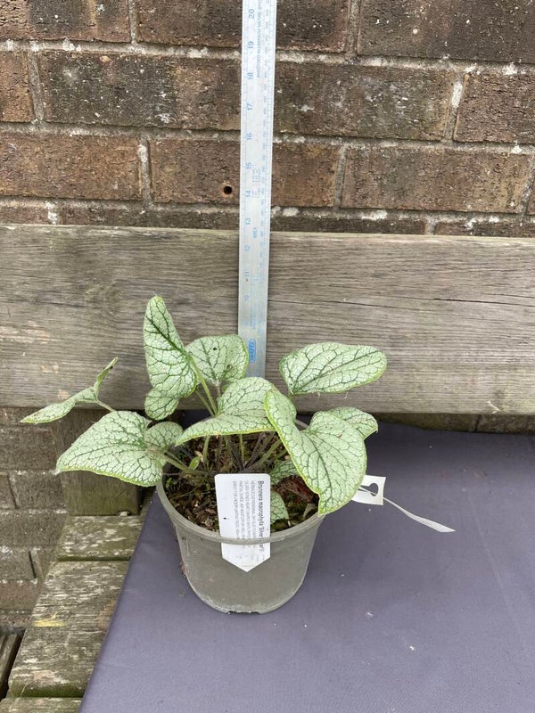 Brunnera Silver Spear - 2ltr pot