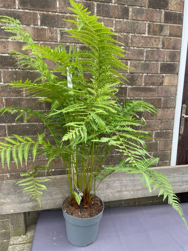 Dicksonia antartica tree fern - 5ltr pot