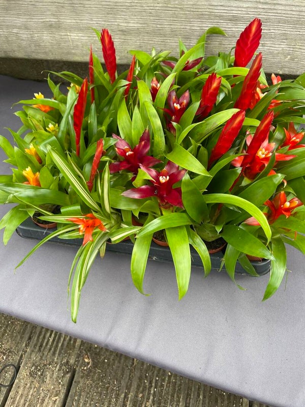 Bromeliad selection - 6 small pots