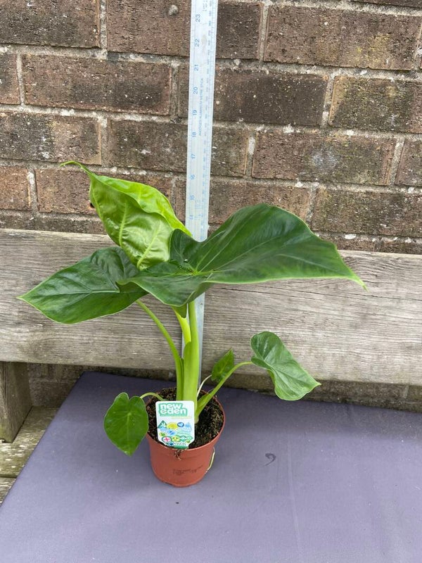 Alocasia Macrorrhiza - Giant Taro 10cm pot