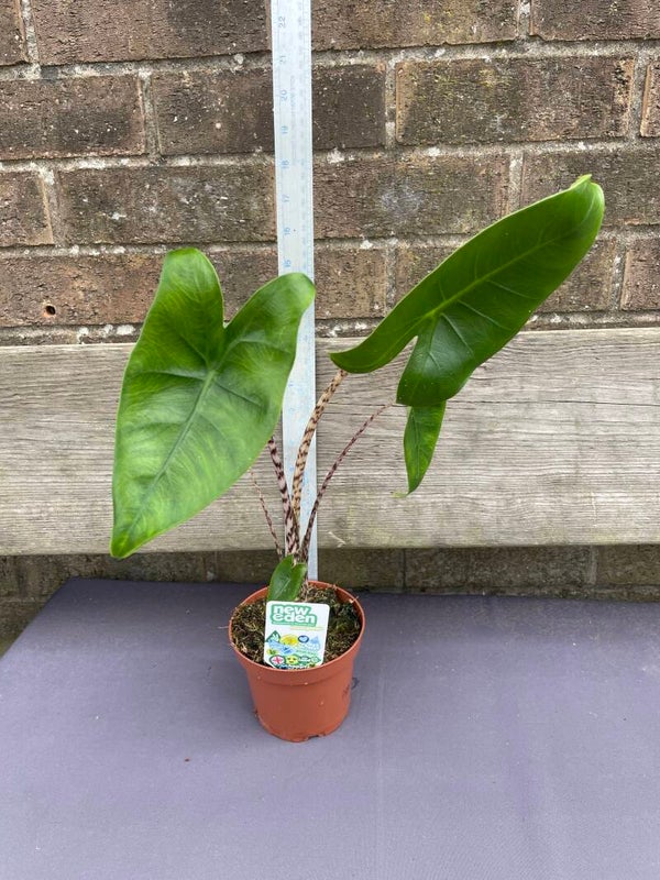 Alocasia zebrina - 10cm pot
