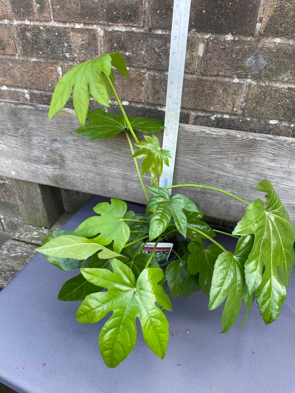 Fatsia Japonica -  2 x 1ltr pot