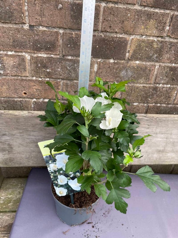 Hibiscus syriacus Totus Albus - 3ltr pot